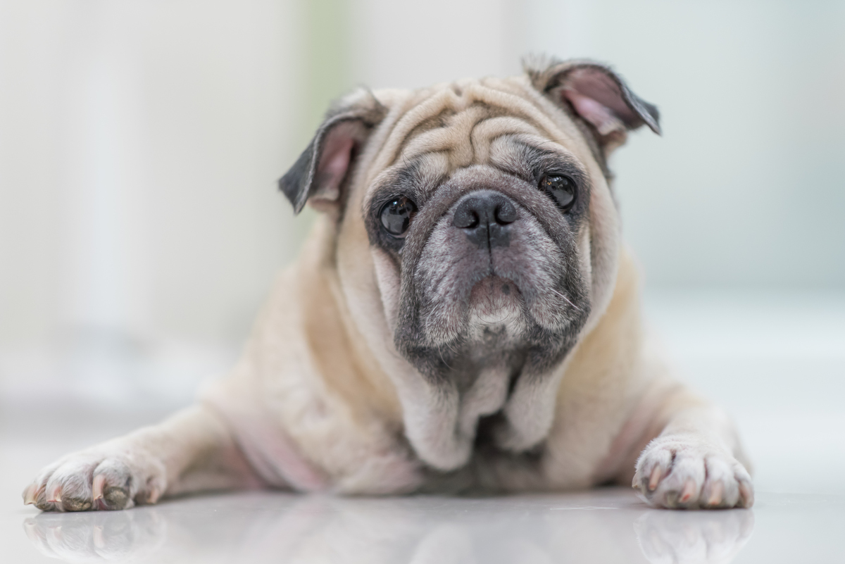 dog relaxing