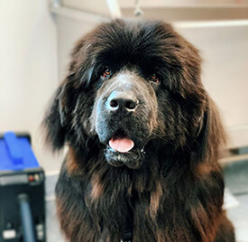 Soulful Brown Dog