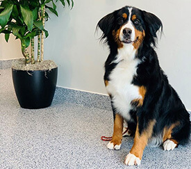 Beautiful posing dog